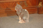 LALIQUE cat