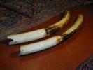 Elephant tusks